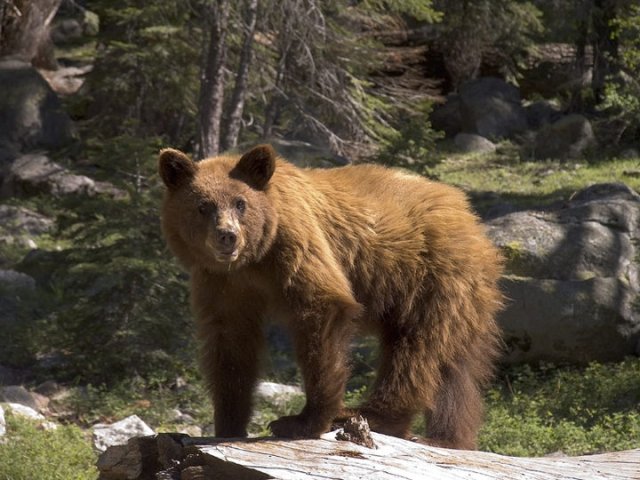 Black Bear, Sequoia National Park